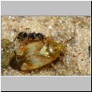 Lindenius albilabris - verliert beim Nesteintrag Lygus pratensis -w- 01b - OS-Hasbergen Lehmhuegel.jpg